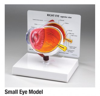 Small Eye Model